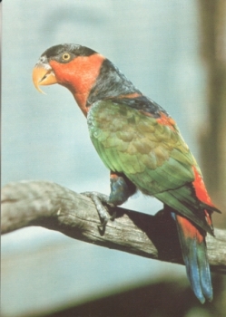 Lori novoguinejský (tříbarevný) xxxx 95 028 CZ ** - Fauna